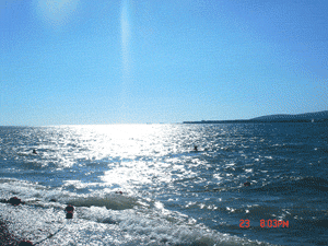 DSC03691.gif