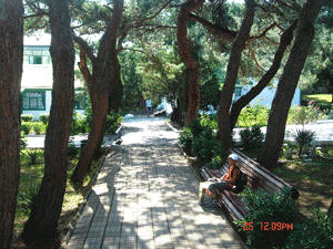 DSC03964.gif